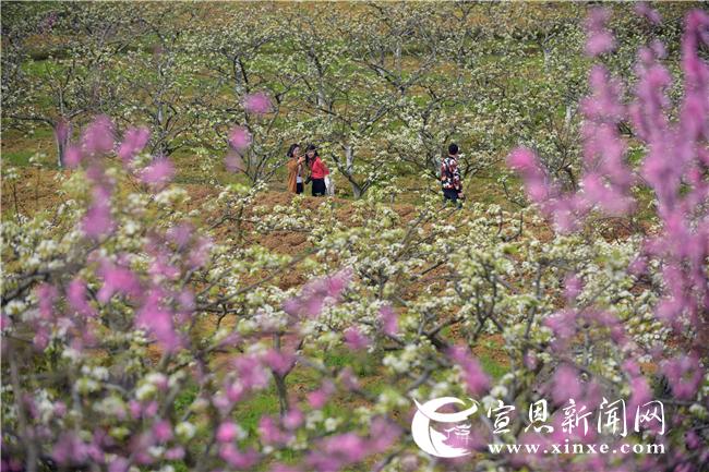 梨花节""黄金梨采摘节"等活动吸引人气,乡村旅游和产业发展让老百姓